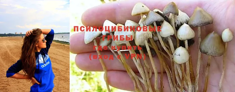 Псилоцибиновые грибы MAGIC MUSHROOMS  Каменка 